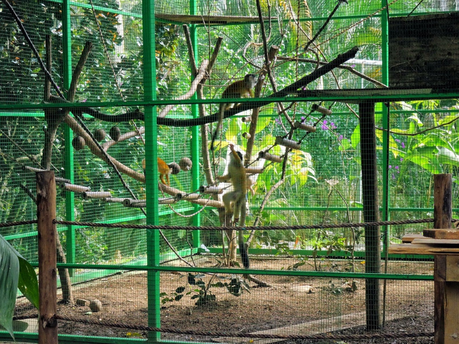 Alturas Wildlife Sanctuary monkeys