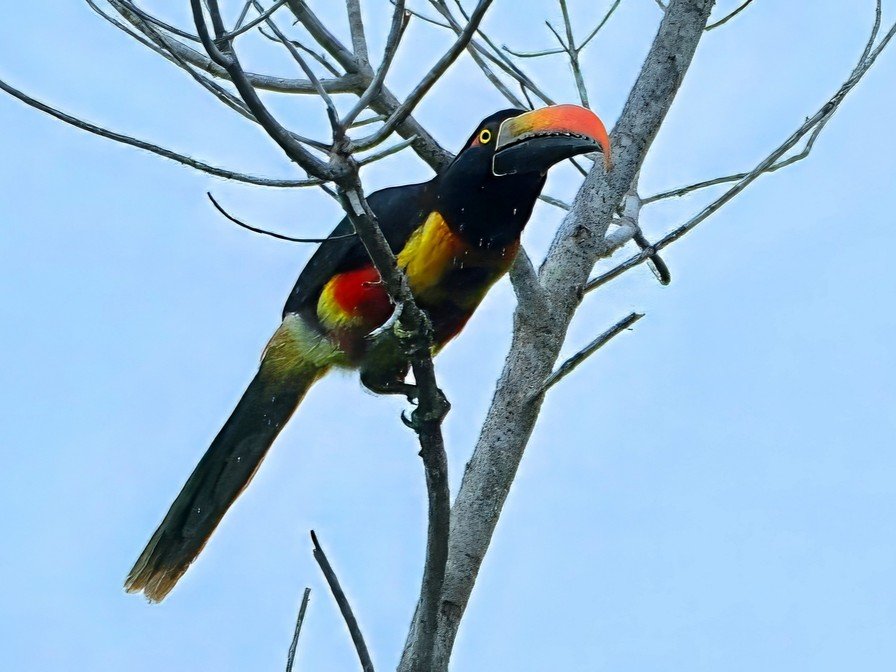 aracari-de-frantzius-pteroglossus-frantzii-fiery-billed-aracari-1