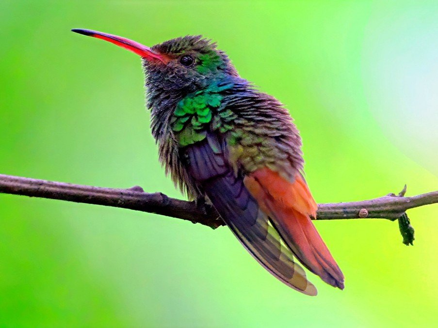 ariane-a-ventre-gris-amazilia-tzacatl-rufous-tailed-hummingbird-1-1