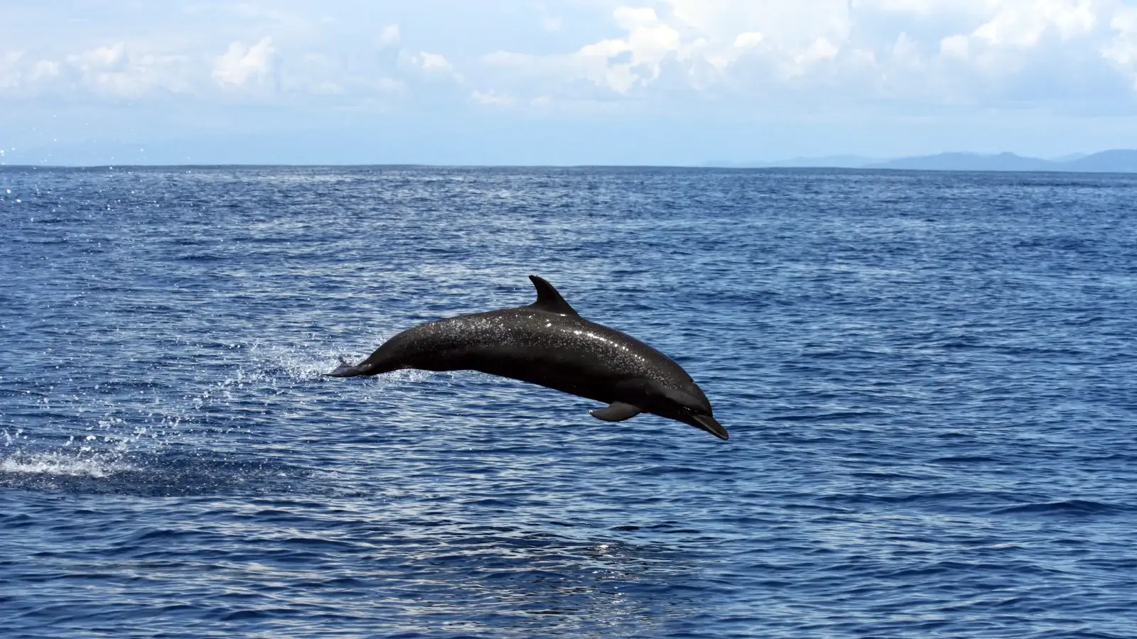 dolphin-watching-tour-costa-rica