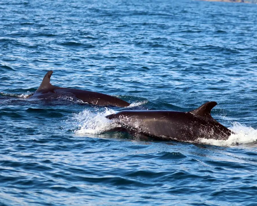 dolphins-ballena-marine-national-park