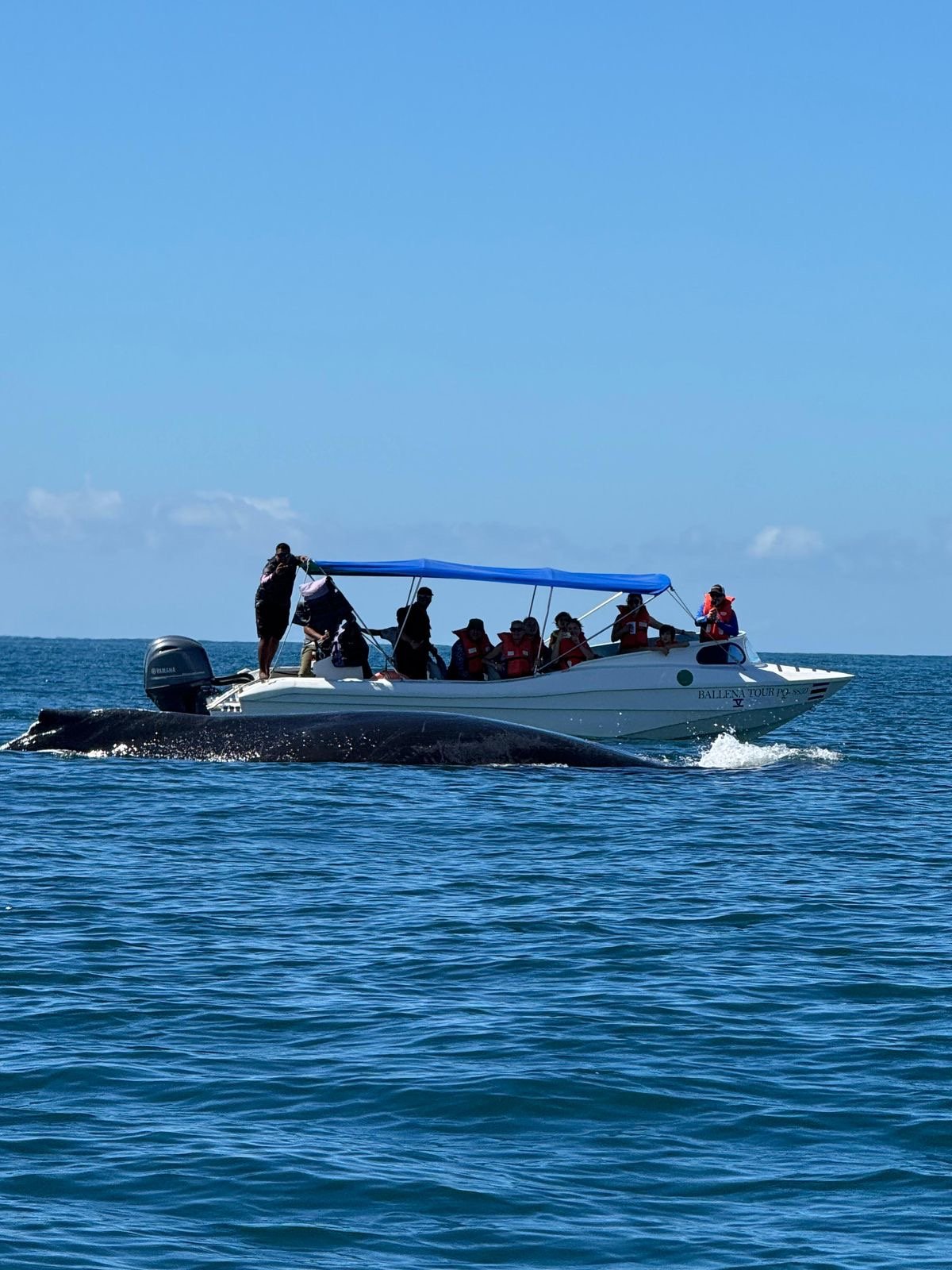 promo-whale-watching-season